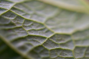 yeşil güzel soyut bitki doku bahçede bırakır. 