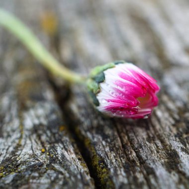 güzel beyaz papatya çiçek bitki bahçe