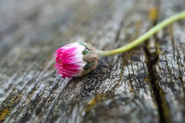 güzel beyaz papatya çiçek bitki bahçe