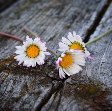 güzel beyaz papatya çiçek bitki bahçe