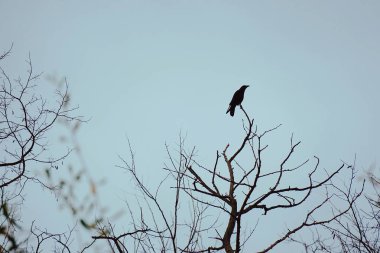                            Kara Karga kuzgun ağaç dalları doğa üzerinde