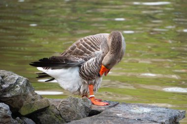                                Kaz ördek kuş parkta göle