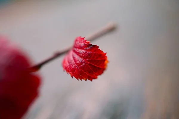 红色抽象的树叶子在自然界中 — 图库照片