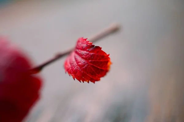 Les Feuilles Arbre Abstraites Rouges Dans Nature — Photo