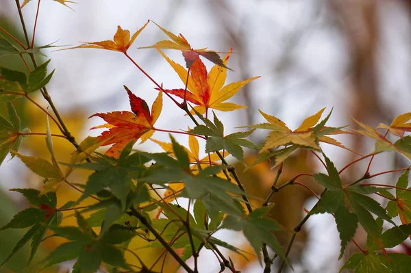 Las Hermosas Ramas Verdes Del Árbol Naturaleza — Foto de Stock