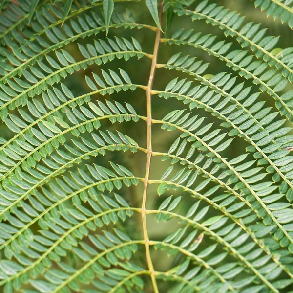 stock image                                the beautiful tree green branches in the nature