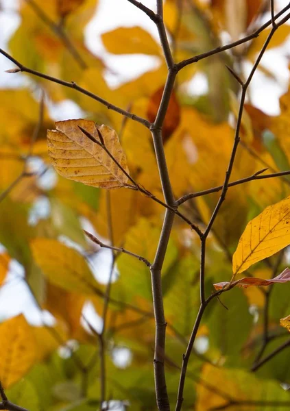 Prachtige Groene Takken Natuur — Stockfoto