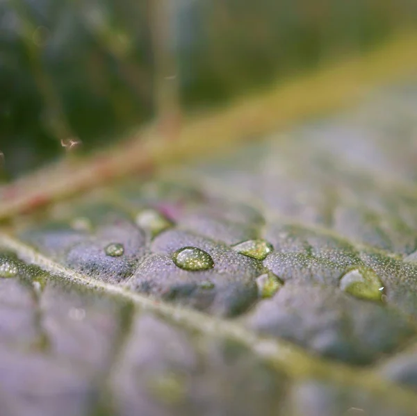 Bela Planta Abstrata Verde Deixa Textura Jardim — Fotografia de Stock