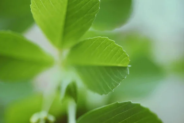 Green Beautiful Abstract Plant Leaves Texture Garden — Stock Photo, Image