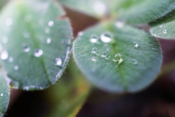 Die Regentropfen Auf Den Grünen Pflanzenblättern Garten Der Natur — Stockfoto