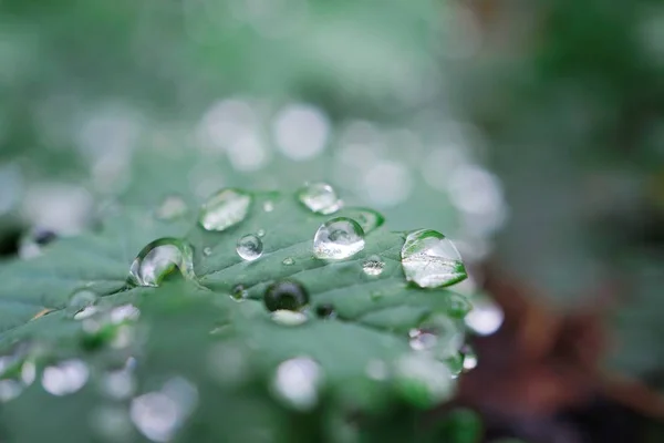 Gotas Chuva Sobre Folhas Plantas Verdes Jardim Natureza — Fotografia de Stock