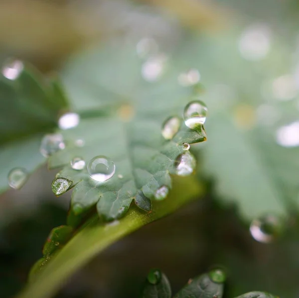 Gotas Chuva Sobre Folhas Plantas Verdes Jardim Natureza — Fotografia de Stock