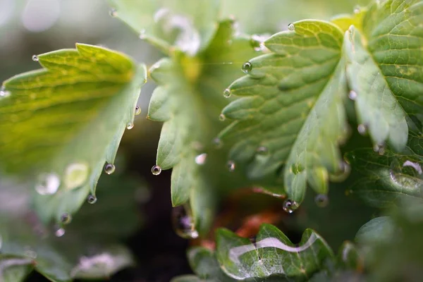 자연에서 정원에서 빗방울이 — 스톡 사진