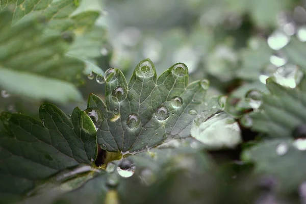 Gotas Chuva Sobre Folhas Plantas Verdes Jardim Natureza — Fotografia de Stock