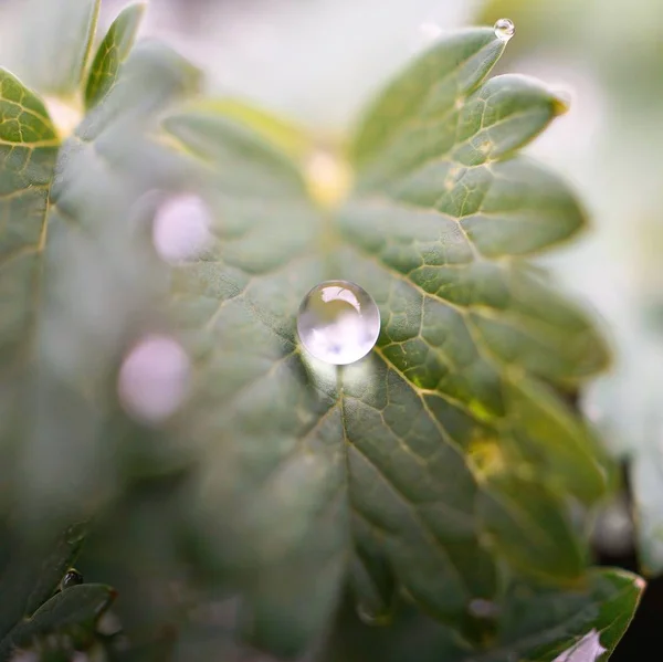 Doğa Bahçede Yeşil Bitki Yapraklarında Üzerinde Yağmur Damlaları — Stok fotoğraf