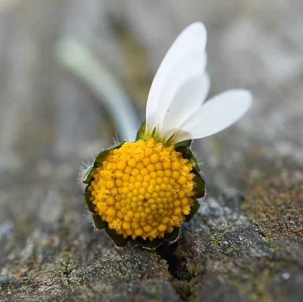 Belle Fleur Marguerite Blanche Dans Jardin — Photo