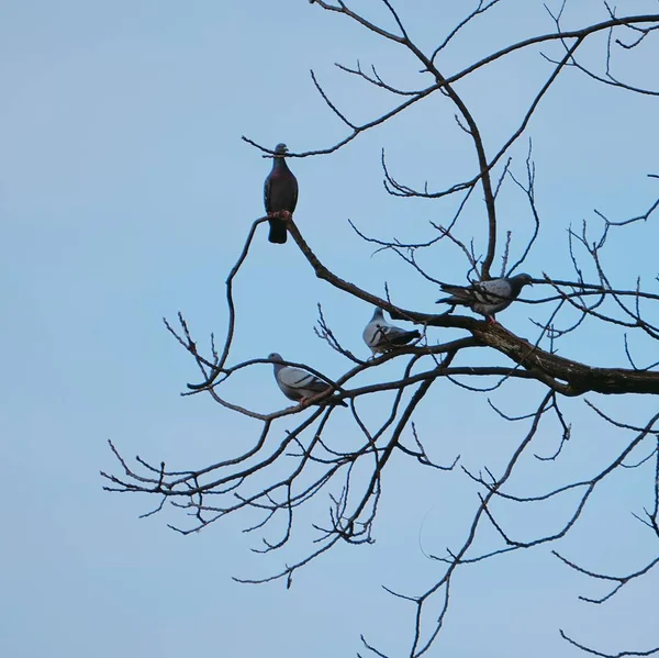Голуб Ячий Птах Парку Природі — стокове фото
