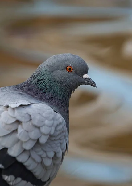 Pigeon Bird Park Nature — Stock Photo, Image