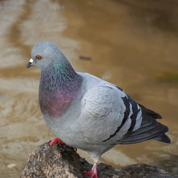 Duva Fågeln Parken Naturen — Stockfoto