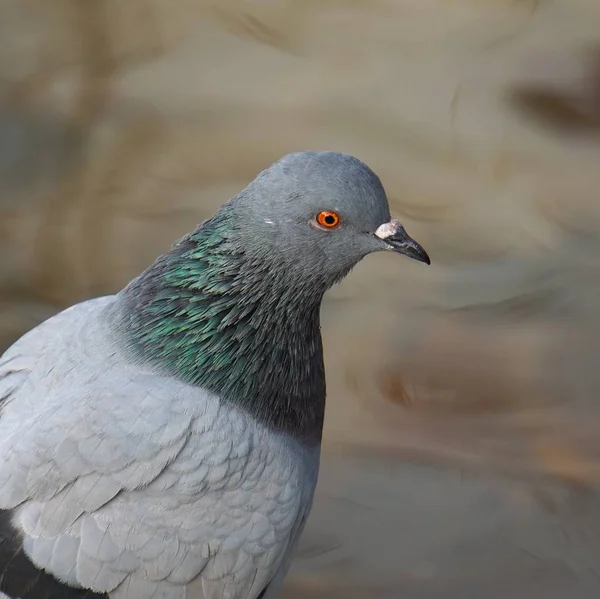 Голуб Ячий Птах Парку Природі — стокове фото