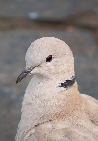 Pigeon Kuş Doğa Parkında — Stok fotoğraf