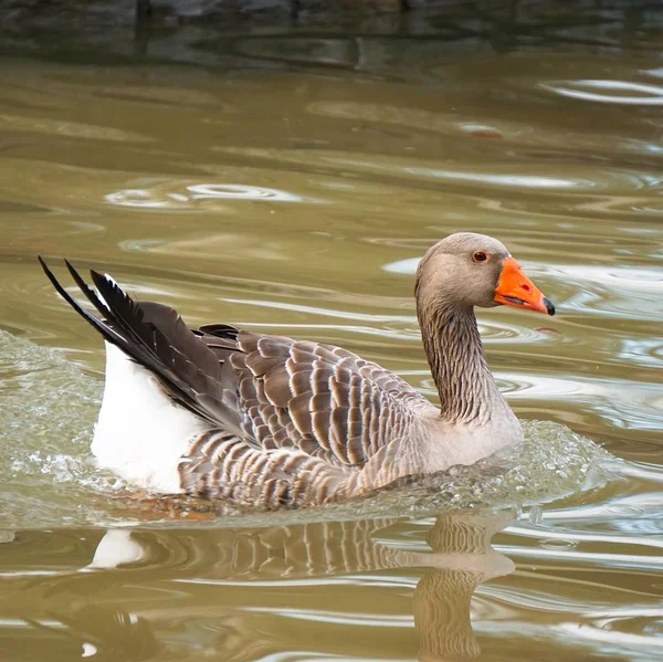 Die Gänseente Vogel See Park — Stockfoto