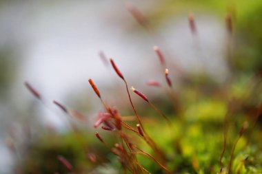 güzel çiçekler bitkiler doğa bahçesinde