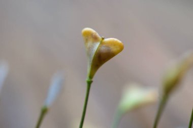 güzel çiçekler bitkiler doğa bahçesinde