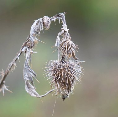 güzel çiçekler bitkiler doğa bahçesinde