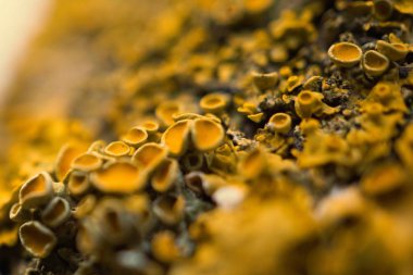                                soyut ağaç gövde ahşap doku 