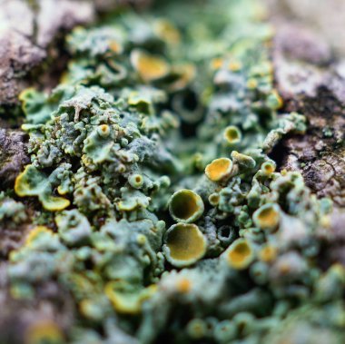                                soyut ağaç gövde ahşap doku 