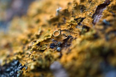                                soyut ağaç gövde ahşap doku 