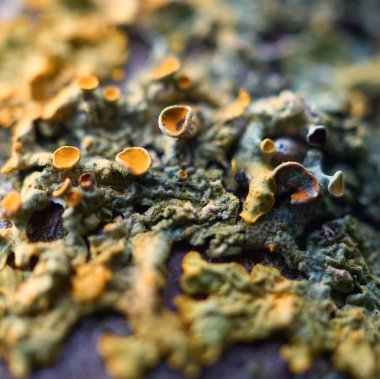                                soyut ağaç gövde ahşap doku 