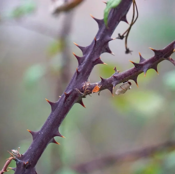 Piękne Kwiaty Rośliny Ogrodzie Naturze — Zdjęcie stockowe