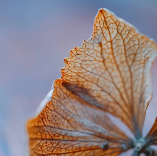 Les Belles Fleurs Plantes Dans Jardin Dans Nature — Photo