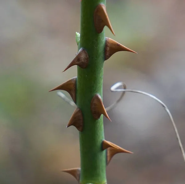 Die Schönen Blumenpflanzen Garten Der Natur — Stockfoto