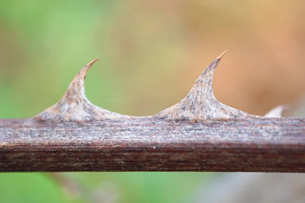 Güzel Çiçekler Bitkiler Doğa Bahçesinde — Stok fotoğraf