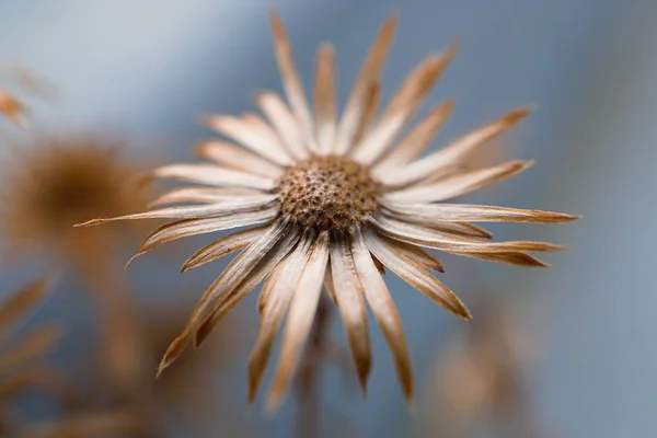 Les Belles Fleurs Plantes Dans Jardin Dans Nature — Photo