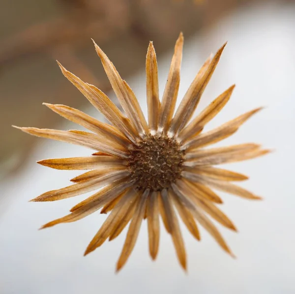 Les Belles Fleurs Plantes Dans Jardin Dans Nature — Photo