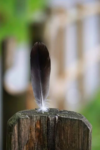 Plume Douce Grise Dans Nature — Photo