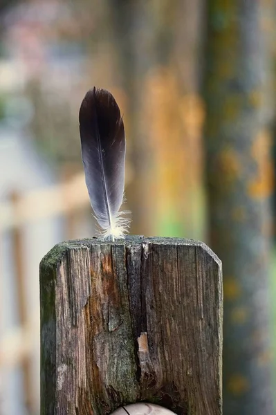 Plume Douce Grise Dans Nature — Photo