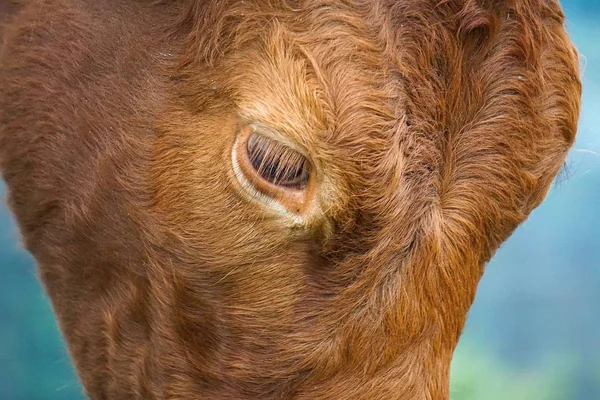 the beautiful brown cow portrait in the mountain