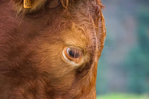 the beautiful brown cow portrait in the mountain