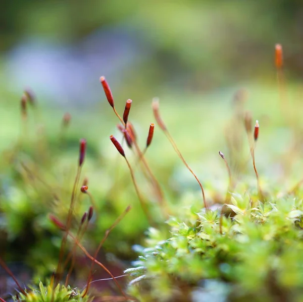 Beautiful Flowers Plants Garden Nature Stock Picture