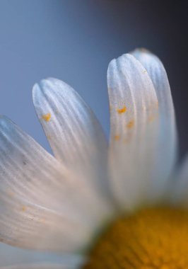 Romantik beyaz papatya çiçek dekoratif bahçe