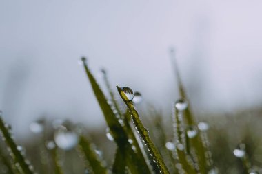 parlak yeşil çim bitki yaprakları bahçede üzerinde damla