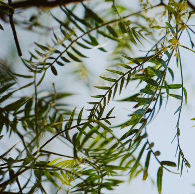 Soyut Yeşil ağaç dalları yaprakları doğada