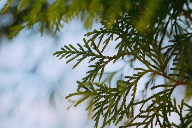                                Soyut Yeşil ağaç dalları doğa