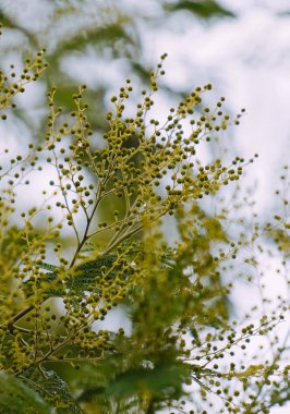                                Soyut Yeşil ağaç dalları doğa