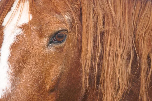 Красивый Коричневый Портрет Лошади Ферме Горах — стоковое фото